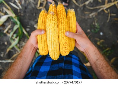 Peeled Sweet Corn Cobs In Farmer's Hand On Corn Field Background