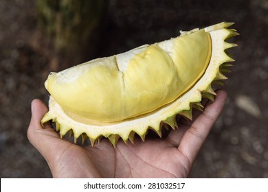 Peeled Yellow Mon Thong Durian In Hand 