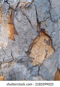 Peeling Bark Background In Summer