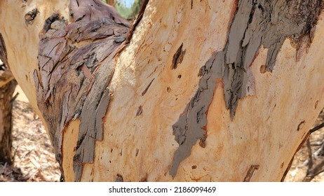 Peeling Bark From A Eucalyptus Tree. 