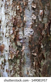 Peeling Bark Of The Gumbo Limbo Tree Full Frame