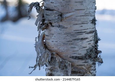 The peeling bark on a birch tree trunk on a snowy day in a forest (a close up image).