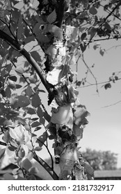 Peeling Bark On A River Birch Tree