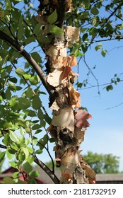 Peeling Bark On River Birch Tree