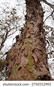 Peeling Bark Tree Close up