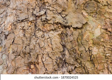 Peeling colorful bark of plane platan tree. Bright natural colors.