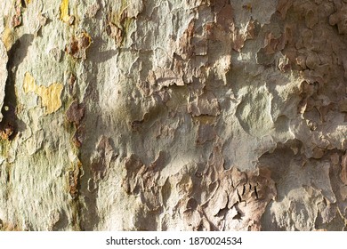 Peeling colorful bark of plane platan tree. Bright natural colors.