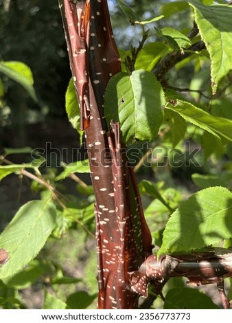 Peeling copper-bronze bark on Betula utilis 'Chris Lane' (Copper-coloured Himalayan Birch)