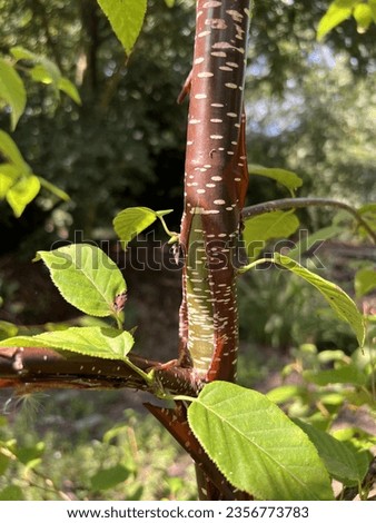 Peeling copper-bronze bark on Betula utilis 'Chris Lane' (Copper-coloured Himalayan Birch)
