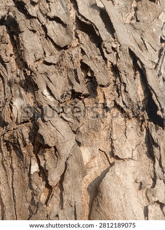peeling old tree bark texture rough wathered Wood surface