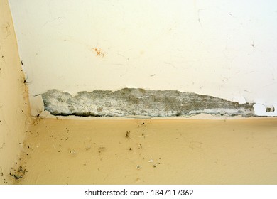 Mold Damage In House Images Stock Photos Vectors Shutterstock