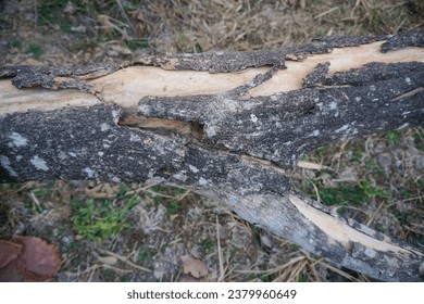 Peeling tree bark, dead tree