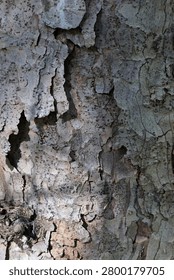 Peeling trunk surface texture of coniferous tree Norway Spruce, also called Norway Fir or European Spruce, latin name Picea Abies, partially lit by spring sunlight.