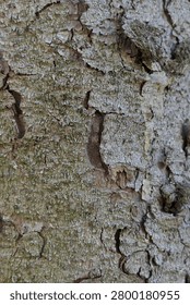 Peeling trunk surface texture of coniferous tree Norway Spruce, also called Norway Fir or European Spruce, latin name Picea Abies, partially lit by spring sunlight.