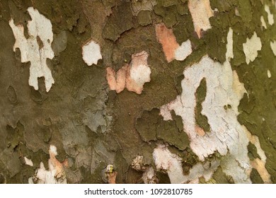 Peeling Wood Bark Closeup Abstract Texture Background. 