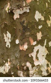 Peeling Wood Bark Closeup Abstract Texture Background. 