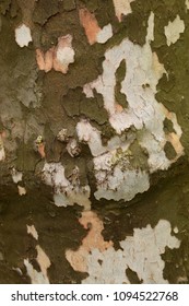 Peeling Wood Bark Closeup Abstract Texture Background. 