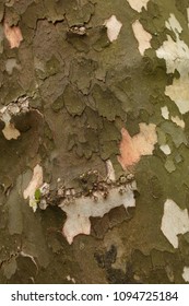 Peeling Wood Bark Closeup Abstract Texture Background. 