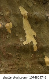 Peeling Wood Bark Closeup Abstract Texture Background. 