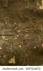 Peeling Wood Bark Closeup Abstract Texture Background. 