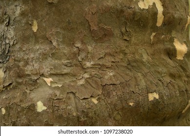 Peeling Wood Bark Closeup Abstract Texture Background. 