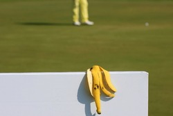 ฺBanana Peels Hanging On The White Board With Golfer Leg Background