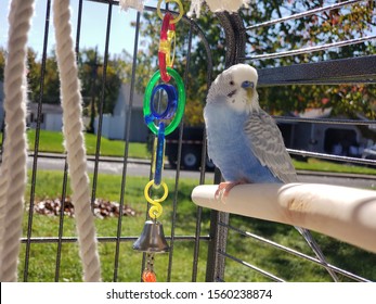 Peep The Parakeet/Budgie Outside In Cage