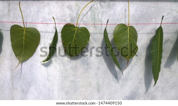 Peepal Mango Leaves Tied Thread Decoration Stock Photo Edit Now