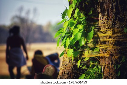 The Peepal Tree Has A Revered Status In The Hinduism. The Yellow Threads Are Tied Around The Tree By Women Who Pray For The Healthy And Long Life Of Their Husbands On The Day Of 'Vat Savitri'