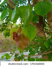 Peepal Tree :   It Is Also Known As The Bodhi Tree Pippala Tree Peepul Tree.