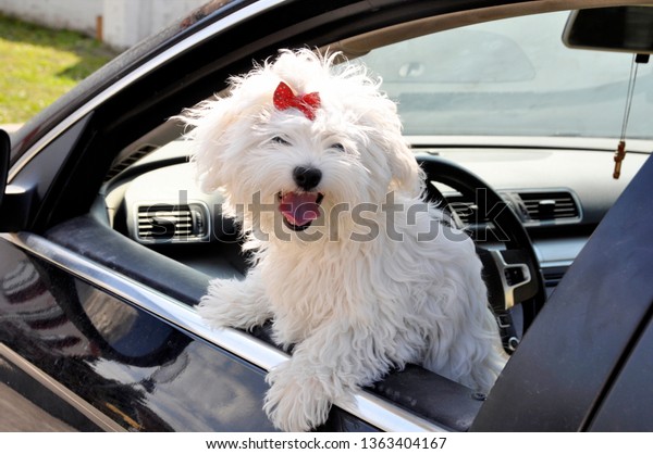 peeping Maltese dog from\
the car window