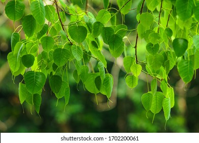 Peepul Tree Leaf In The Forest 