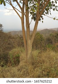 Peepul Tree In Summer Days At Hill ...