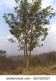 Peepul Tree In Summer Days At Hill ...