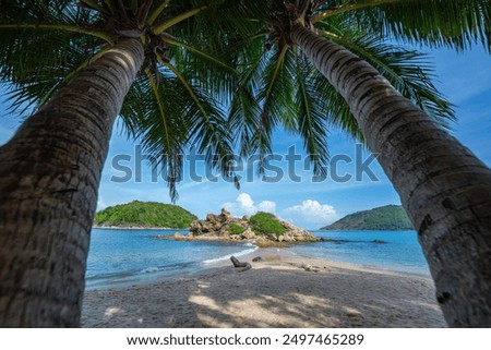 Peer through the coconut trees on the beach to see a small island surrounded by blue water.
coconut palm trees at a tropical beach at Yanui beach Phuket.Beach Coconut Tree  Images and Stock Photos.

