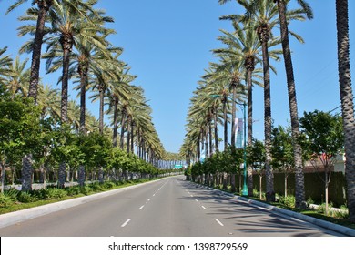 Peering Down An Empty Palm Tree Lined Road On A Sunny Day In Anaheim California