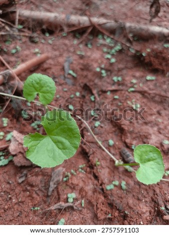 pegagan or centella asiatica, which is also often referred to as a horse's foot