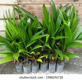 Pekanbaru, Indonesia - June 9, 2021: oil palm seedlings that are still 3-4 months old.
