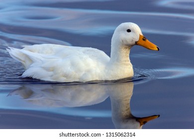 Pekin Duck Is A Breed Of Domesticated Duck Used Primarily For Egg And Meat Production. It Was Bred From The Mallard In China. 