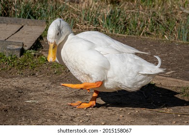 Pekin Duck Having A Scratch