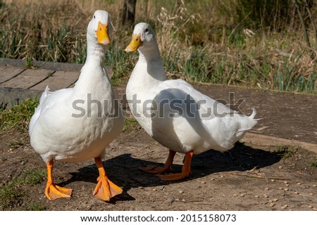 Pekin duck having a scratch