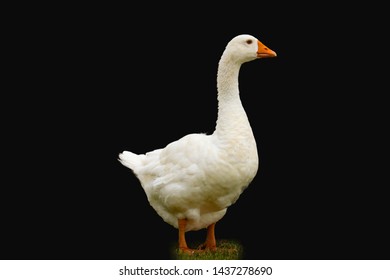 Pekin Duck Isolated On Black Background