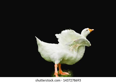 Pekin Duck Isolated On Black Background