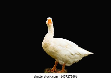 Pekin Duck Isolated On Black Background