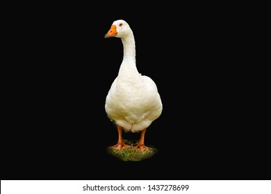 Pekin Duck Isolated On Black Background