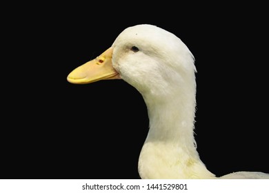 Pekin Duck Isolated On Black Background