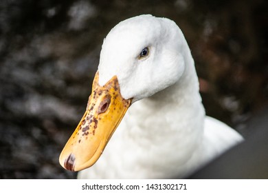 Pekin Duck, White Duck Close Up Background