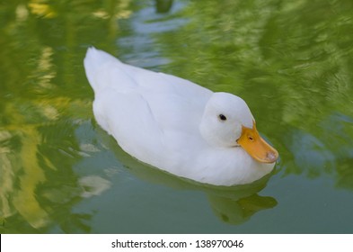 Pekin ducks in the water