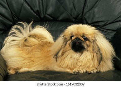 Pekinese Bilder Stockfotos Und Vektorgrafiken Shutterstock