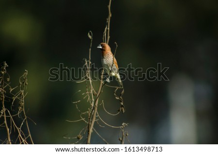 Similar – Jay in the morning light